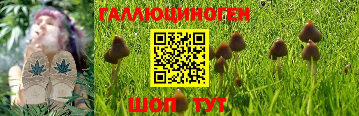Зеленогорск  Галлюциногенные грибы MAGIC MUSHROOMS  Вход с VPN 